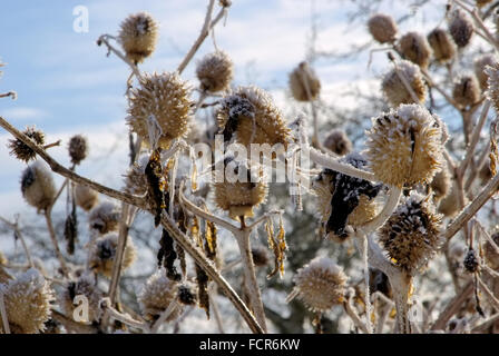 Stechapfel Im Winter - Thorn Apple im Winter 03 Stockfoto