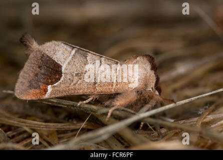 Schokolade Tipp Motte (Clostera Curtula). Eine Motte in der Familie Notodontidae unter Tote Rasen Stockfoto