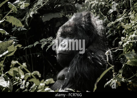 Einen männlichen Silberrücken Berggorillas im Volcanoes National Park 4. Juli 2014 in Virunga, Ruanda. Stockfoto