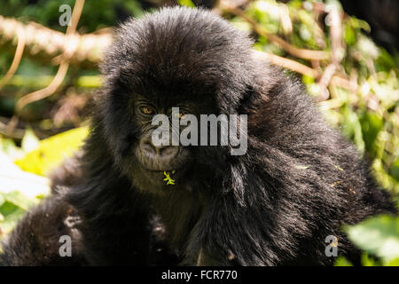 Ein Berggorilla im Volcanoes National Park 4. Juli 2014 in Virunga, Ruanda. Stockfoto