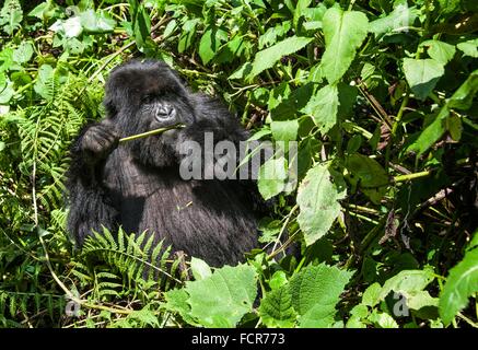 Einen männlichen Silberrücken Berggorillas im Volcanoes National Park 4. Juli 2014 in Virunga, Ruanda. Stockfoto