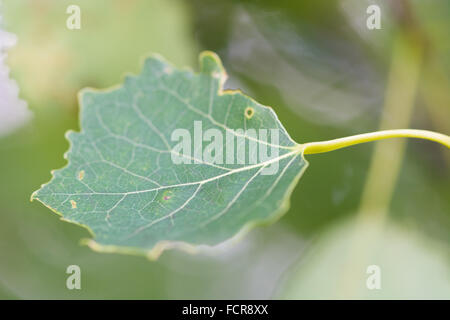 Espenlaub (Populus Tremula). Ein Beben Pappel Blatt zeigt den abgeflachten Stiel auf das Blatt.  Ein Mitglied der Familie Salicaceae Stockfoto