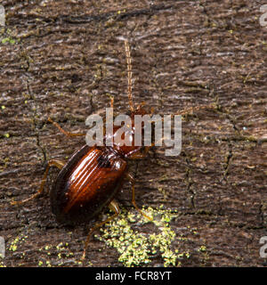 Ocys Harpaloides Käfer. Ein ziemlich klein und gemeinsamen Boden Käfer in der Familie Laufkäfer, auf abgestorbenem Holz Stockfoto