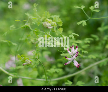 Gemeinsamen Erdrauch (Fumaria Officinalis) in Blüte. Ein scrambling einjährige Pflanze in der Mohn-Familie Papaveraceae mit lila und Pfingstmontag Stockfoto
