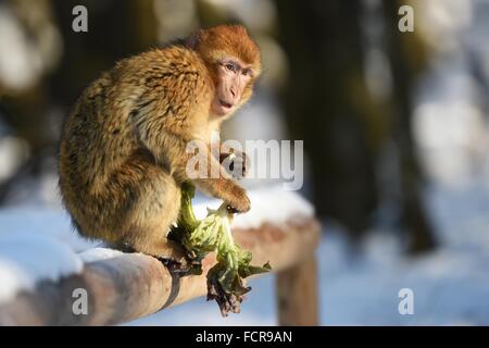 Salem, Deutschland. 21. Januar 2016. Ein junger Berberaffe sitzt auf einem verschneiten Geländer beim Kauen auf einem Blatt Salat in der Open-Air-Affe-Gehäuse in Salem, Deutschland, 21. Januar 2016. Knapp 200 Berberaffen verbringen Winter in Deutschlands größte Open-Air-Affe Gehege. Foto: Felix Kaestle/Dpa/Alamy Live News Stockfoto