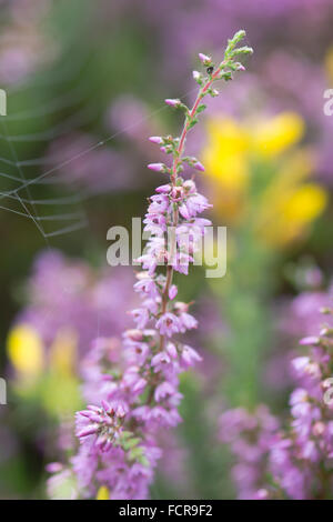 Heidekraut (Calluna Vulgaris) Blume. Auch bekannt als Ling, ist diese Pflanze in der Familie Ericaceae Blüte mit Spinnennetz in der Stockfoto