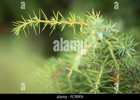 Gemeine Wacholder (Juniperus Communis). Detail eines Wacholder-Werks in Familie Cupressaceae mit Nadeln und Stiele Stockfoto