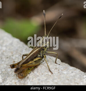 Rufous Grasshopper (Gomphocerippus Rufus). Eine Heuschrecke in der Familie Feldheuschrecken geprügelt zeigen markante Antennen Stockfoto