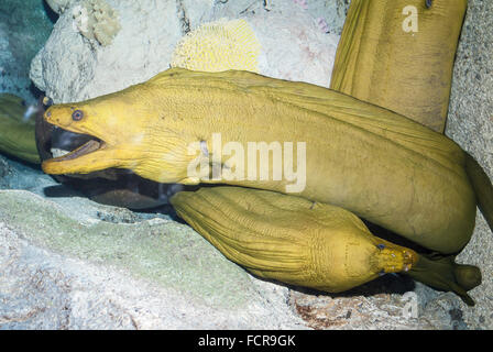 Grüne Muräne Gymnothorax Funebris, gefunden im westlichen Atlantik von New Jersey und Bermuda & nördlichen Golf von Mexiko bis Brasilien Stockfoto