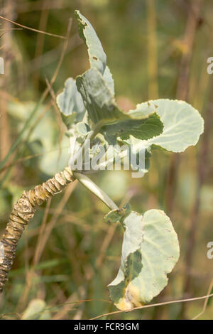 Meerkohl (Crambe Maritima). Eine charakteristische Pflanze der felsige Küsten, Meer-Kale war einst ein beliebtes Gemüse. Stockfoto