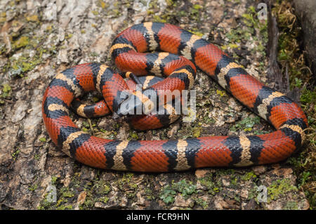 Mexikanische Milch Schlange, Lampropeltis Triangulum meistens, ursprünglich aus Mexiko Nordosten und Südwesten der USA Stockfoto