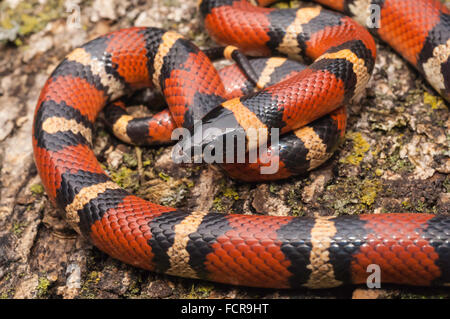 Mexikanische Milch Schlange, Lampropeltis Triangulum meistens, ursprünglich aus Mexiko Nordosten und Südwesten der USA Stockfoto