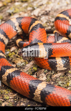 Mexikanische Milch Schlange, Lampropeltis Triangulum meistens, ursprünglich aus Mexiko Nordosten und Südwesten der USA Stockfoto