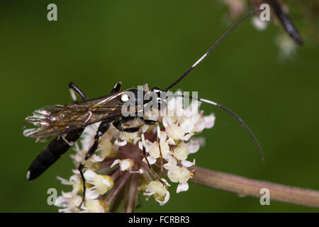 Achaius Oratorius Ichneumon Wasp. Ein auffallend deutliche Ichneumonid (Familie Ichneumonidae) und ein Parasitoiden Lepidoptera Stockfoto