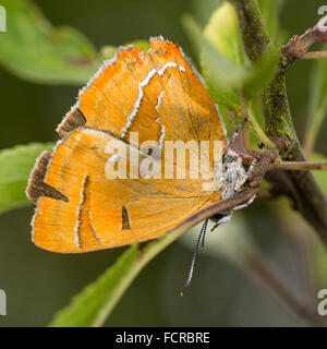 Braune Zipfelfalter (Thekla Betulae) auf Schlehe. Ein extrem schwer fassbaren und seltenen Schmetterling fotografiert mit Flügeln geschlossen Stockfoto