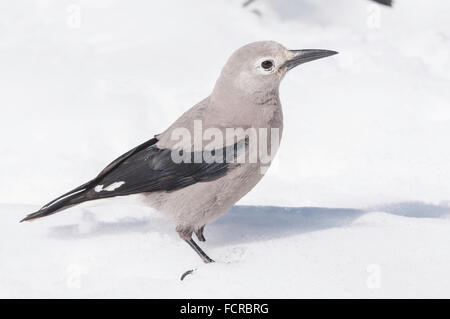 Clarks Nussknacker, Nucifraga Columbiana, im Schnee, Lake Louise, Banff Nationalpark, Alberta, Kanada Stockfoto