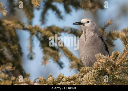 Clarks Nussknacker, Nucifraga Columbiana, Lake Louise, Banff Nationalpark, Alberta, Kanada Stockfoto