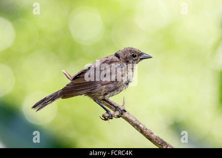 glänzende Kuhstärlinge (Molothrus Bonariensis) unreife männliche stehend auf Ast im Wald, Trinidad und Tobago Stockfoto