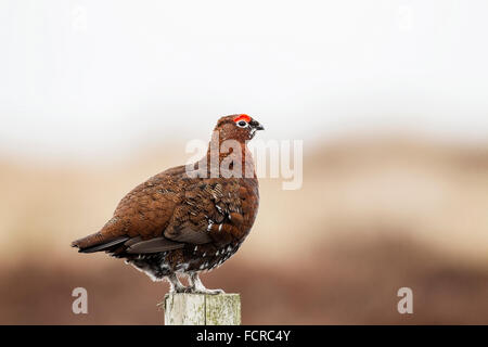 Moorschneehühner ([Lagopus Lagopus Scotica) Männchen im Heidekraut Moorland im Frühjahr, Yorkshire, England Stockfoto