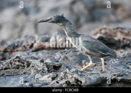 Lava Reiher Butorides Sundevalli, Bahia Sullivan, Isla Santiago (San Salvador, James), Galapagos-Inseln, Ecuador Stockfoto