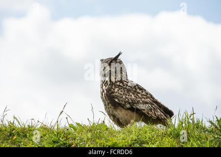 Eule sitzt auf grasbewachsenen Bank während eine Greifvögel-Display am Zentrum schottischen Hirsch, Cupar. Stockfoto