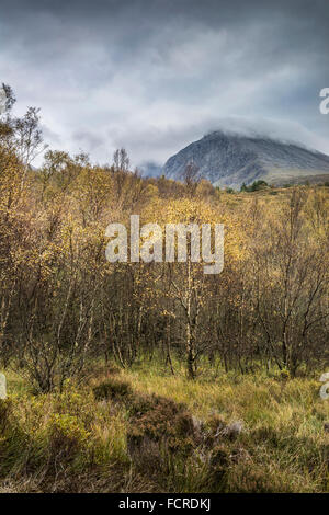 Nordwand des Ben Nevis & Birken in Schottland. Stockfoto