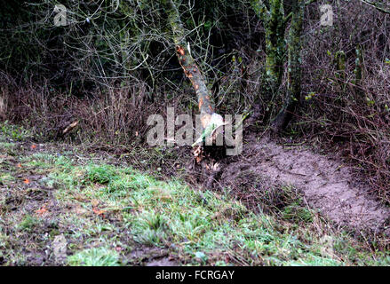 Portsmouth, Hampshire, Sonntag, 24. Januar 2016 Mann wurde festgenommen, nachdem ein Teenager getötet wurde und ein anderer blieb kämpft um sein Leben nach einem nächtlichen Unfall. Polizisten aus Hampshire Constabulary sind ansprechende Informationen nach der Kollision in Southwick letzte Nacht. Absturz bei etwa 23:17 und ein 19 Jahre alter Mann von Portsmouth starb, während ein 18-j hrige aus Emsworth um sein Leben in Southampton General Hospital kämpft. Bildnachweis: Uknip/Alamy Live-Nachrichten Stockfoto