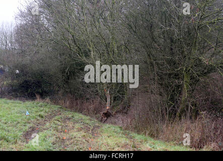 Portsmouth, Hampshire, Sonntag, 24. Januar 2016 Mann wurde festgenommen, nachdem ein Teenager getötet wurde und ein anderer blieb kämpft um sein Leben nach einem nächtlichen Unfall. Polizisten aus Hampshire Constabulary sind ansprechende Informationen nach der Kollision in Southwick letzte Nacht. Absturz bei etwa 23:17 und ein 19 Jahre alter Mann von Portsmouth starb, während ein 18-j hrige aus Emsworth um sein Leben in Southampton General Hospital kämpft. Bildnachweis: Uknip/Alamy Live-Nachrichten Stockfoto