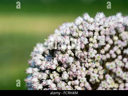 Biene auf Zwiebel Blume, Allium. Stockfoto