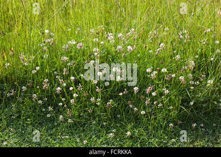 Weiß-Klee (Trifolium Repens). Teil des gesäten Grünland-Mix. Norfolk. England. Stockfoto