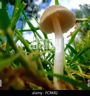 Niedrige Winkel kleiner Pilz Ansicht zwischen Grashalmen Stockfoto
