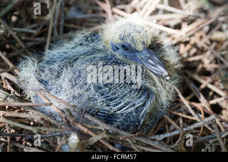 Ringeltaube (Columba Palumbus). Einzelne "Squab" oder junge im Nest. 8 Tage alt geschätzt. Stockfoto