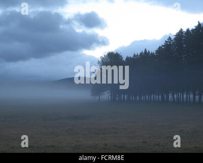 Eine offene Heu-Feld und eine Reihe von immergrünen Bäumen an einem Wintertag bewölkt und neblig. Stockfoto