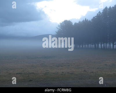 Eine offene Heu-Feld und eine Reihe von immergrünen Bäumen an einem Wintertag bewölkt und neblig. Stockfoto