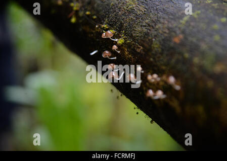 Kleine und zarte leichte braune Pilze wachsen auf der Oberfläche eines Baumes. Bellavista Cloud Forest Reserve, Tandayapa, Ecuador Stockfoto