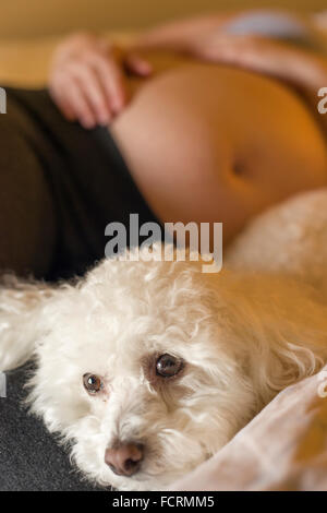 Frau mit schwangeren Babybauch mit Bichon Frise Hund im Bett Stockfoto