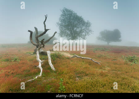 Nebligen Tag im South Downs National Park, West Sussex, England. Stockfoto