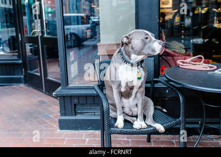 Hund sitzt auf Stuhl außerhalb Coffee-shop Stockfoto