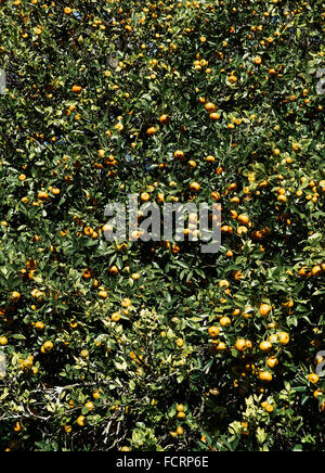 Orange Tree mit reichlich Obst, Florida, USA Stockfoto