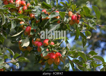 Holzäpfel Malus Malus SP. var am Baum wachsen. Spätsommer-Herbst. Stockfoto