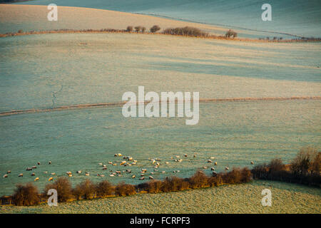 Frostigen Wintermorgen in South Downs National Park in East Sussex, England. Stockfoto