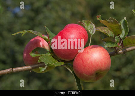 Bardsey Äpfel (Malus var.) Vor kurzem wieder gefunden Vielzahl an der Wand des Hauses der Insel. Lleyn-Halbinsel. Caernarfonshire. Nord-WALES. VEREINIGTES KÖNIGREICH. Stockfoto