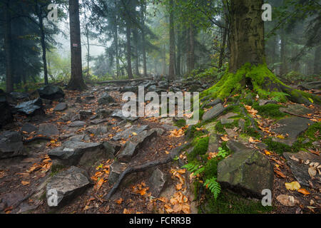 Nebligen Herbstmorgen auf Lysica (kahlen Berg) in der Woiwodschaft Świętokrzyskie Berge, Polen. Stockfoto