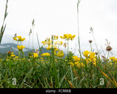 Eine trübe Mount Greylock in North Adams, Massachusetts mit Vicia Grandiflora, gelbe Wicke und Trifolium Repens, Weißklee. Stockfoto