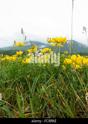 Eine trübe Mount Greylock in North Adams, Massachusetts mit Vicia Grandiflora, gelbe Wicke und Trifolium Repens, Weißklee. Stockfoto