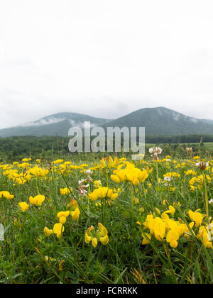 Eine trübe Mount Greylock in North Adams, Massachusetts mit Vicia Grandiflora, gelbe Wicke und Trifolium Repens, Weißklee. Stockfoto