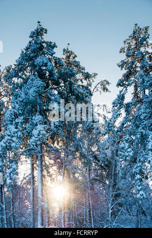 Sonnenaufgang hinter verschneiten Tannen, Ouachita Mountains, Arkansas, USA Stockfoto