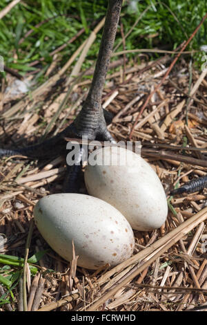 Rot-gekrönter, Japanisch oder Manchurian Kranich (Grus Japonsis). Typische komplette Kupplung mit zwei Eiern. Weibliche Füße hinter. Stockfoto