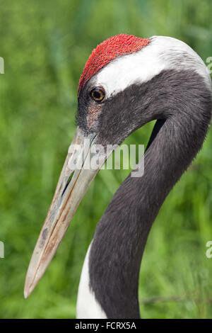 Rot-gekrönter, Japanisch oder Manchurian Kranich (Grus Japonsis).  Zeigt rot, Blut gefüllt Papillen, oben auf dem Kopf. Stockfoto