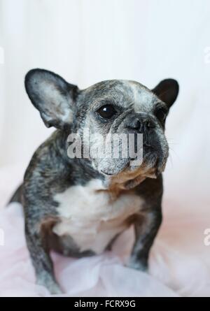 Ein Porträt von eine alte französische Bulldogge. Stockfoto
